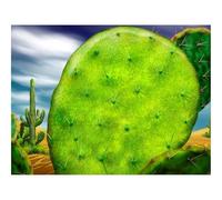 500 Pezzi Puzzle Giochi Rilassamento e Intelligence-Cactus,spine,macro 52x38cm