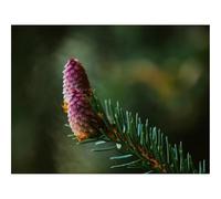 500 Pezzi Puzzle Giochi Rilassamento e Intelligence-Pigna di abete rosso,abete rosso,ramo,messa a fuoco 52x38cm