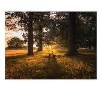 500 Pezzi Puzzle,Idea Regalo per lei o lui-Alba,foreste,panchina 52x38cm