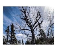 500 Pezzi Puzzle,Idea Regalo per lei o lui-Alberi,Rami,Secco,Radici,Cielo 52x38cm