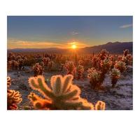 500 Pezzi Puzzle,Idea Regalo per lei o lui-Cactus,deserto,alba 52x38cm