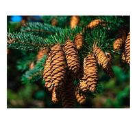 500 Pezzi Puzzle,Idea Regalo per lei o lui-Coni,abete,ramo 52x38cm