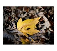 500 Pezzi Puzzle,Idea Regalo per lei o lui-Foglio,Autunno,Acero,Brillante,Giallo 52x38cm