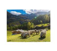 500 pezzi, puzzle per adulti, puzzle impegnativi, gioco di puzzle per tutti,Pecora dal naso nero delle Alpi svizzere del Vallese Nido Animali Natura