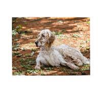 500 pezzi, puzzle per adulti, puzzle impegnativi, gioco di puzzle per tutti,Setter inglese Autunno Animali domestici Cani Inglese
