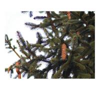 500 Pezzi Puzzle per Gioco Familiare-Albero di pelliccia,Rami,Cono,Albero,Spine 52x38cm