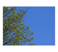 500 Pezzi Puzzle per Gioco Familiare-Albero,Rami,Cielo,Primavera,Minimalismo 52x38cm