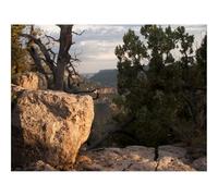 500 Pezzi Puzzle per Gioco Familiare-Canyon,pietre,albero 52x38cm