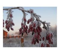 500 Pezzi Puzzle per Gioco Familiare-Rosa canina,bacche,ramo 52x38cm