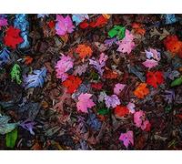 500 Pezzi Puzzle,Puzzle Giochi Rilassamento e Intelligence - Foglie colorate autunno 52x38cm