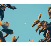 500 Pezzi Puzzle,Puzzle per Gioco Familiare - Rami dell'alba della luna 52x38cm
