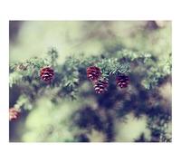 500 Pezzi Puzzle,Regalo per Amore e Amico-Coni,abete,ramo 52x38cm