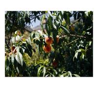 500 Pezzi Puzzle,Regalo per Amore e Amico-Pesche,Frutta,Albero,Rami 52x38cm