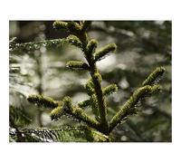 500 Pezzi Puzzle,Regalo per Amore e Amico-Ramo,abete,albero 52x38cm