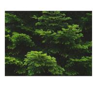 500 Pezzi Puzzle,Regalo per Amore e Amico-Ramo,abete rosso 52x38cm