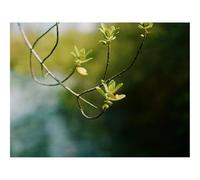 500 Pezzi Puzzle,Regalo per Amore e Amico-Ramo,foglie,messa a fuoco 52x38cm