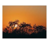 500 Pezzi Puzzle,Regalo per Amore e Amico-Tramonto,Sole,Rami,Buio 52x38cm