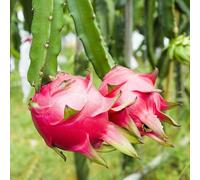500 pezzi Semi del drago per balcone di giardino esotici piccolo per donne, colonnari