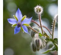 500 pezzi semi di borraja perenne - da ospite semi perenni resistenti giardino decorazione