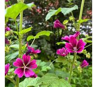 500 pezzi semi di malva perenne - semi del prato del balcone interno purificatori aria, resistenti