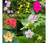 500 pezzi semi di miracoli perenni - giardino di balcone esotico resistente all'inverno per il giardino