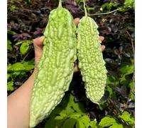 500 pezzi semi melone amaro insalata semi da giardino balcone con letto elevato piccolo per donne