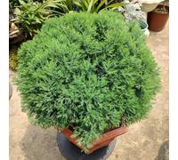 500 pezzi Semi resistenti cipreso piccolo per donne, resistenti all'esterno, semi decorativi da ornamento