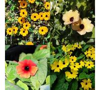500 pezzi semi resistenti di susanne di occhi neri resistenti per giardino, tetti verdi semi scalapante scalapanti