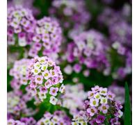 500 pezzi Semi resistenti perenni pietra - semi balcone giardino Decorazione balcone balcone