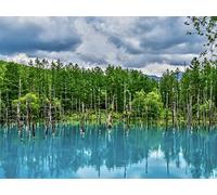 500 Piece Jigsaw Puzzles for Kids and Adults Age 14 Years Up - Riflessione di alberi del lago 52x38cm