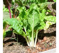 500 pz acquistare semi di bietola - resistenti per il giardino cucina aromatiche da rialzate