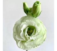 500 pz Semi di eustoma verde, Decorazione moderna del soggiorno Lisianthus - (Eustoma grandiflorum) Letti rialzati per il giardino Semi di prato fiorito, perenni, resistenti Semi di