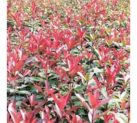 500 pz semi di nespolo rosso e pettirosso - rustiche per balconi d'appartamento, in estremamente resistenti da giardino