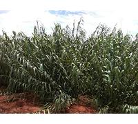 500+ Seeds: Arundo donax 100 + a 1000 Semi-Giant Cane Carrizo spagnola Cane, canna comune