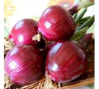 500 Semi Cipolla Tonda Rossa di Tropea - Varietà Dolce Italiana | Cipolla da Orto per Insalate, Alta Germinazione, Facile Coltivazione ottima in cucina