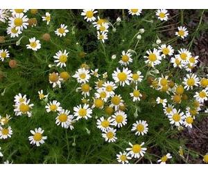 500 Semi di Camomilla romana SF084 (Chamaemelum Nobile)