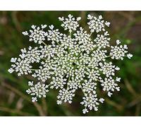 500 Semi di Carota (Daucus Carota)
