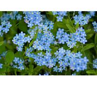 500 Semi di Myosotis Royal Blu - piante fiori- semi contadini riproducibili - SemiWild