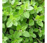 500 semi di origano - pianta aromatica da giardino - semi di contadini riproduttibili - semina