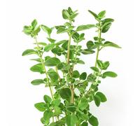 500 Semi di Origano - SemiSelvaggio Permacultura
