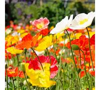 500 Semi di Papavero d'Islanda- fiori - semi contadini riproducibili - SemiSelvaggio