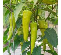 500 semi di peperoncino banana dolce - semi di peperoncino - semi di peperoncino d'antan - semi freschi coltivati negli USA - coltiva la tua paprika in casa