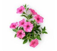 500 Semi di Petunia Nano Rosa - SemiSelvaggio Permacultura
