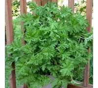 500 Semi di Pianta di Citronella, Varietà Tradizionale per Casa e Giardino, Semi di Pianta di Citronella per la Semina, Germinano in 4 Giorni