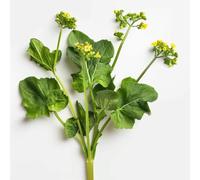 500 Semi di Senape Nera - SemiSelvaggio Permacultura