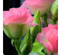 500 Stück Eustoma Samen Seltene Doppelblüte Grandiflorum Schnittblumensamen Nicht-Gvo-Trockenentolentente Lisianthus-Samen für Nachhaltige Gärten Hochzeitsströße Rosa