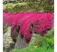 50000 Thymian-Samen Rot mehrjährig Teppichbild- Pflanze Gartenbau mehrfach blühend Dekorationspflanze für Gärten und Gärten