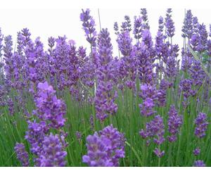 5000SEMI DI LAVANDA VERA-lavandula angustifoliaPIANTE OFFICINALI lavanda spiga