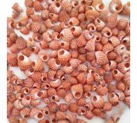 50g Mini Conchiglia di Forma Speciale | Lumaca Torre Rossa - Adatta per la Creazione di Micro Paesaggi in Acquario, Sostituzione di Gusci per Mini Granchi Eremiti, Carillon a Vento Fai-da-Te per Appas