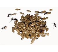 50g Type I Seed Mix for Granivorous queens ants and ants colony